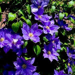 Meet your Posher, Debranne